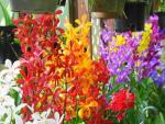 orchid gardens
