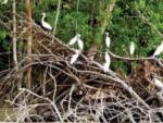 Kuala Gula Bird Sanctuary